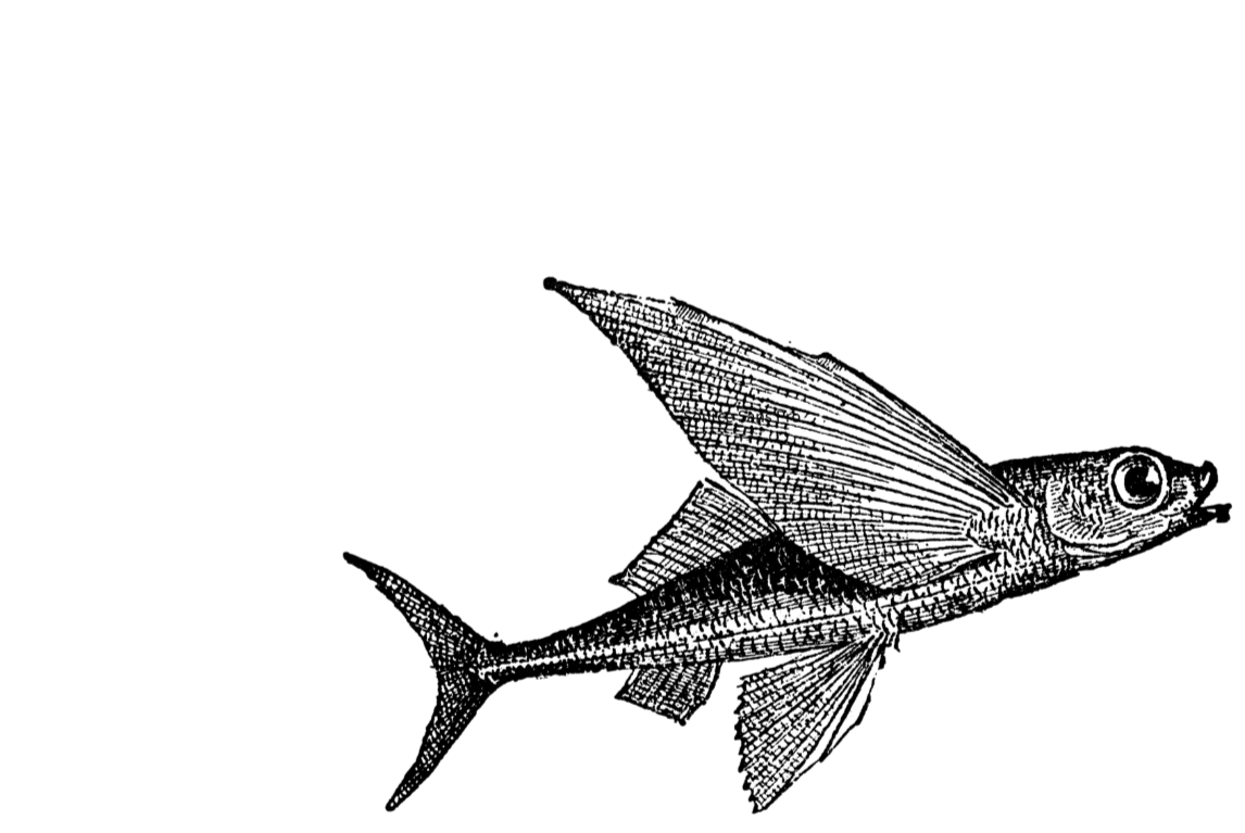 Fish That Fly Co.